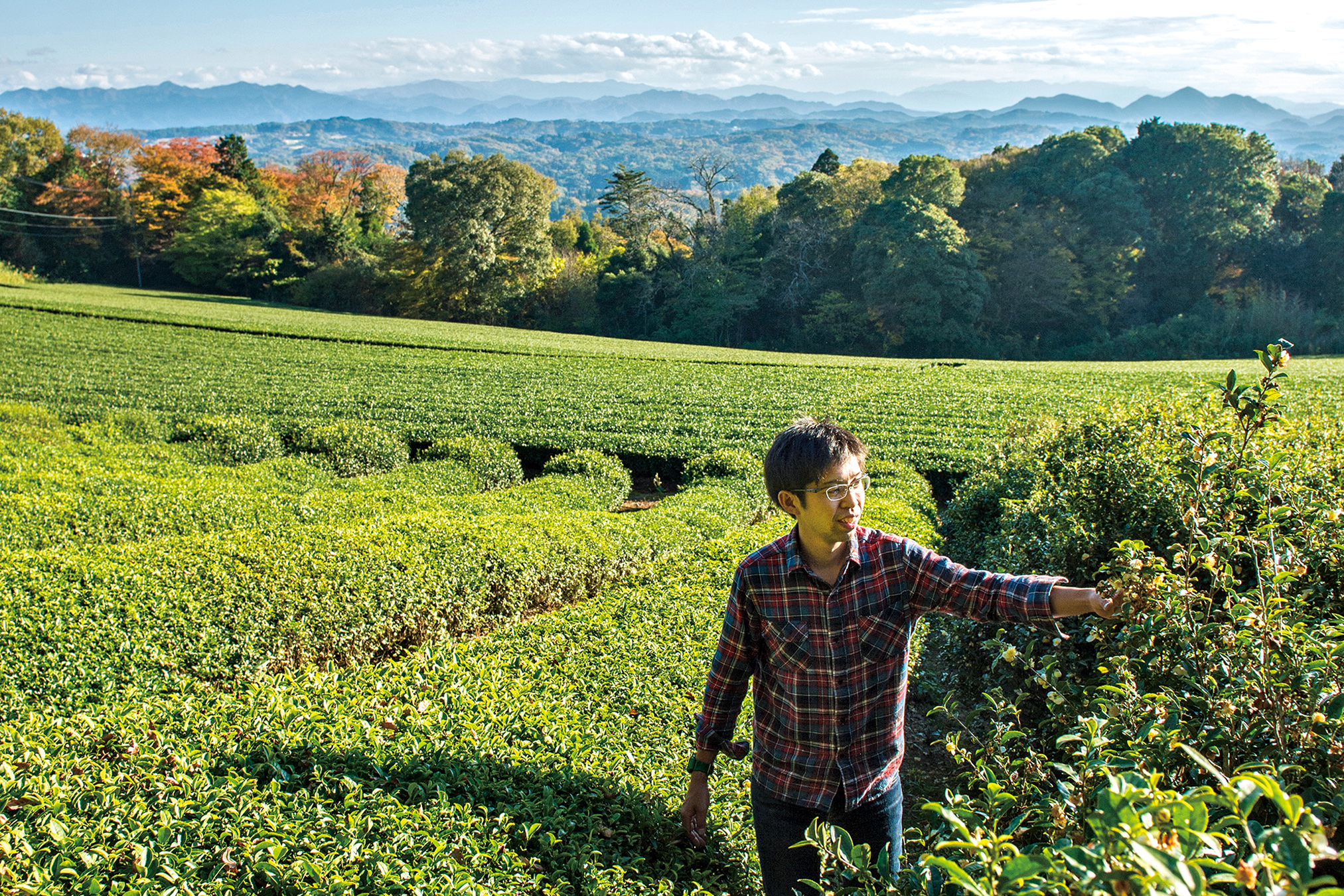 オーサワの薪火晩茶（三年番茶）冬摘み