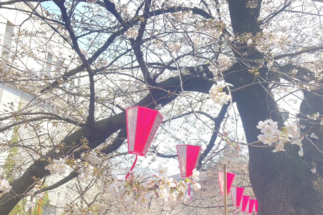 お花見おすすめ商品