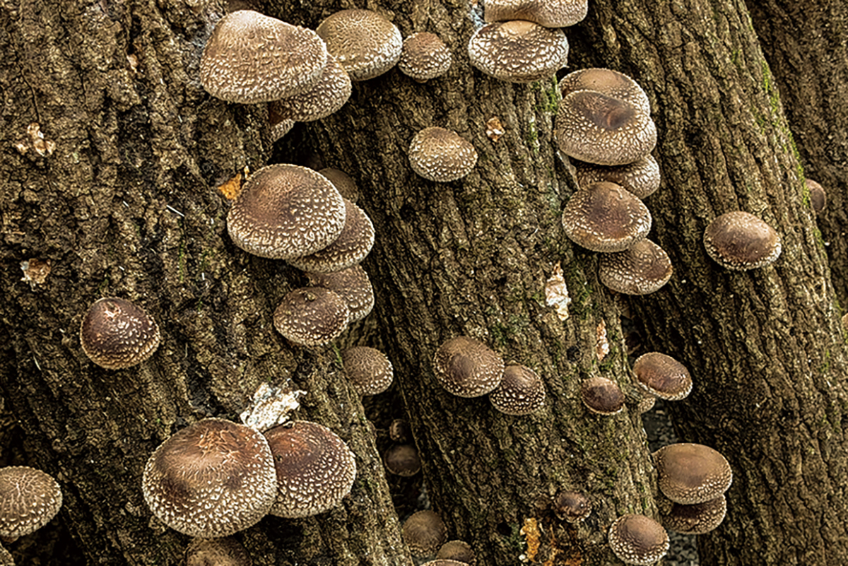 千年以上の歴史をもつ先人の知恵　旨みと風味が濃厚な、乾物の王様　「オーサワの九州産乾しいたけ」