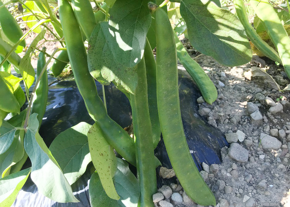 オーサワの有機なた豆茶