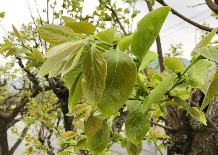 オーサワの有機柿の葉茶