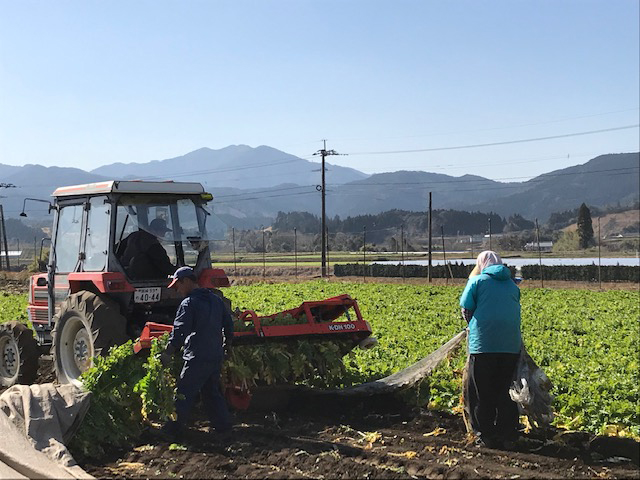特集 | 食卓の名脇役「オーサワの天日干したくあん」 | オーサワジャパン